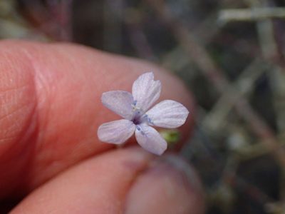 Allophyllum glutinosum, photographed by George Williams