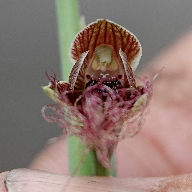 Calochilus therophilus, photographed by Max Campbell