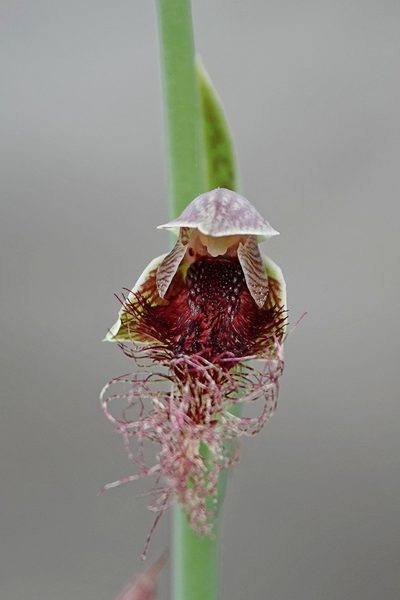 Calochilus therophilus, photographed by Max Campbell