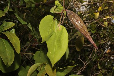 Odontostephana floridana, photographed by Scott Ward