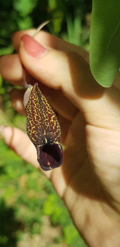 Aristolochia carterae, photographed by Eugenio Padilla