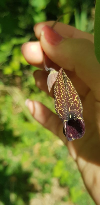 Aristolochia carterae, photographed by Eugenio Padilla