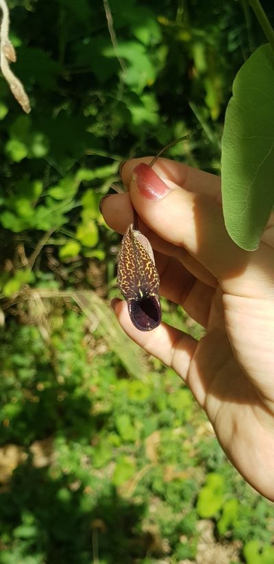 Aristolochia carterae, photographed by Eugenio Padilla
