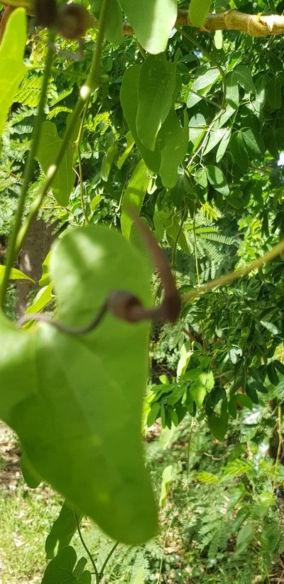 Aristolochia carterae, photographed by Eugenio Padilla