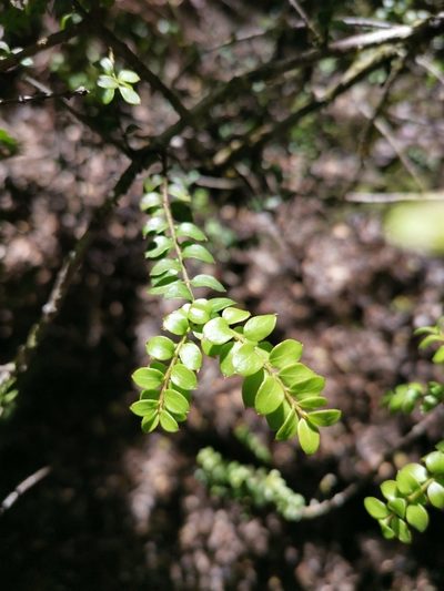 Lepidoceras chilense, photographed by Inao Vasquez