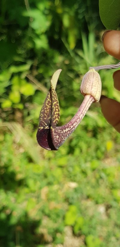 Aristolochia carterae, photographed by Eugenio Padilla