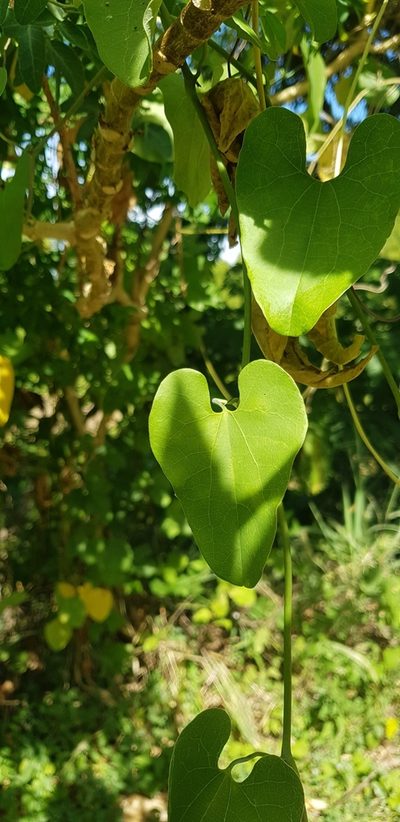 Aristolochia carterae, photographed by Eugenio Padilla