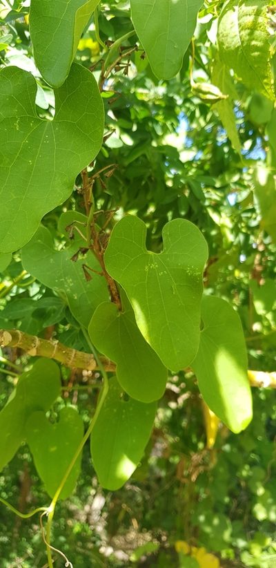Aristolochia carterae, photographed by Eugenio Padilla