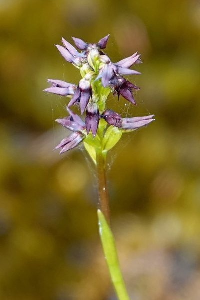 Genoplesium rhyoliticum, photographed by Max Campbell
