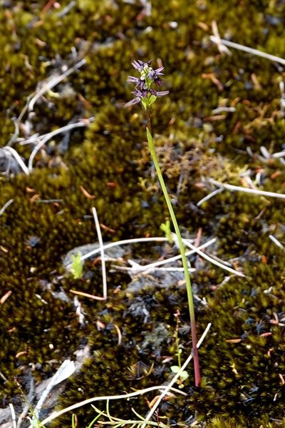 Genoplesium rhyoliticum, photographed by Max Campbell