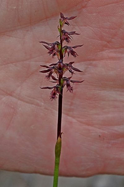 Genoplesium rhyoliticum, photographed by Max Campbell