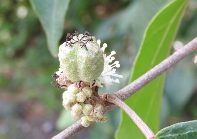 Croton pseudoniveus, photographed by Francisco Farriols Sarabia