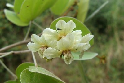 Schnella glabra, photographed by Alexis López Hernández