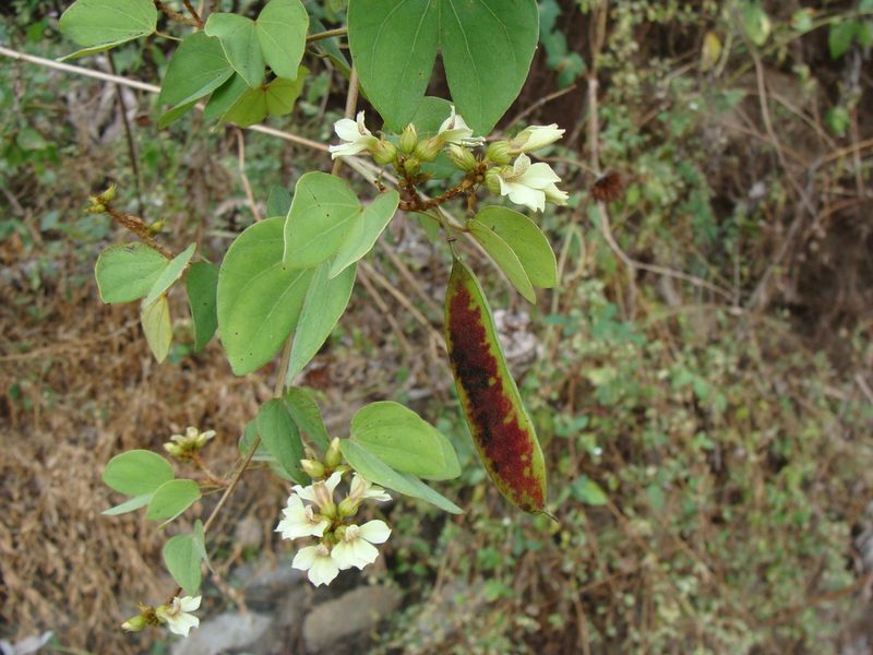 Schnella glabra, photographed by Alexis López Hernández