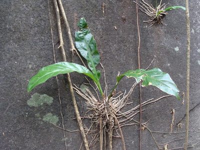 Anthurium salvinii, photographed by Alexis López Hernández