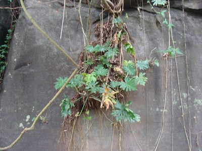 Philodendron radiatum, photographed by Alexis López Hernández