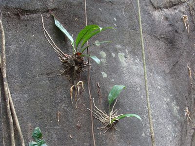 Anthurium salvinii, photographed by Alexis López Hernández