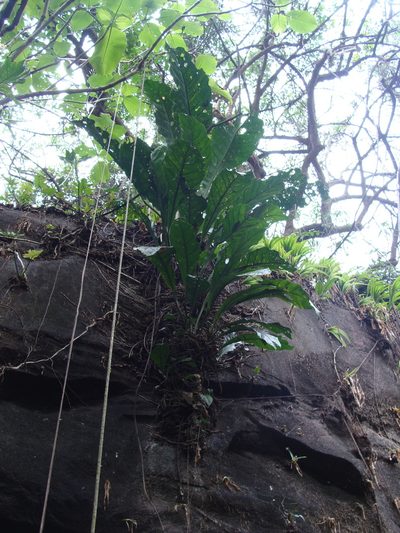 Anthurium salvinii, photographed by Alexis López Hernández