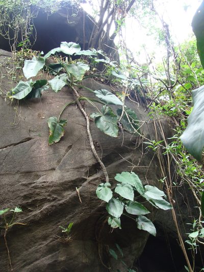 Syngonium chiapense, photographed by Alexis López Hernández