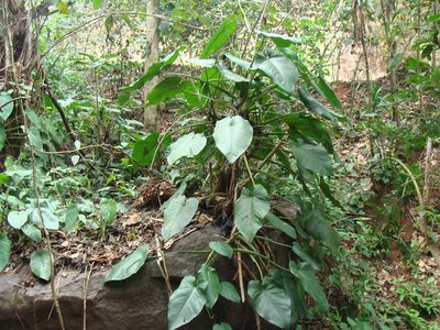 Syngonium chiapense, photographed by Alexis López Hernández