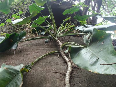 Syngonium chiapense, photographed by Alexis López Hernández
