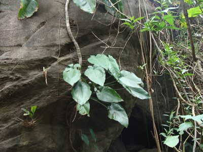 Syngonium chiapense, photographed by Alexis López Hernández