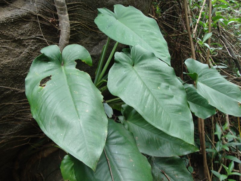 Syngonium chiapense, photographed by Alexis López Hernández