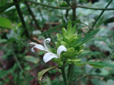 Dicliptera membranacea, photographed by Alexis López Hernández
