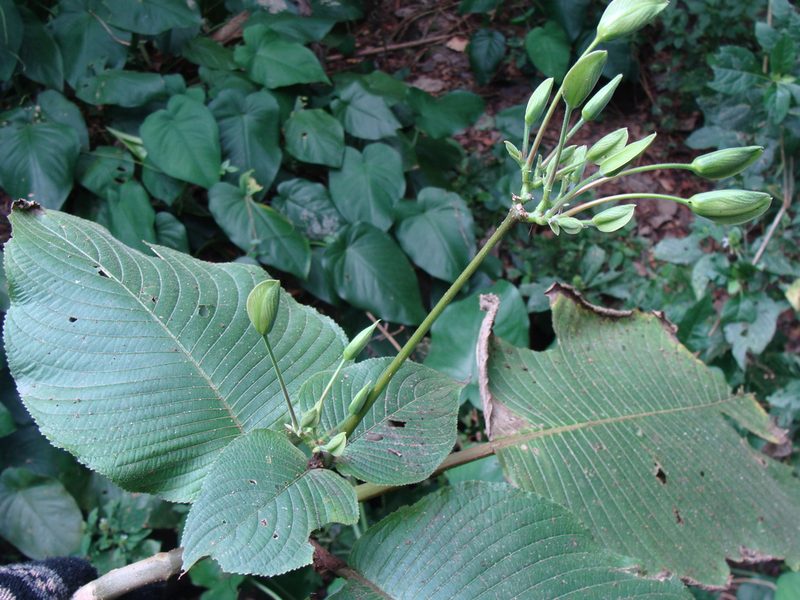 Louteridium purpusii, photographed by Alexis López Hernández