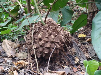 Dioscorea mexicana, photographed by Alexis López Hernández