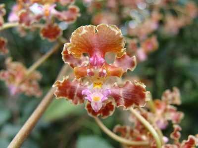 Trichocentrum luridum, photographed by Alexis López Hernández
