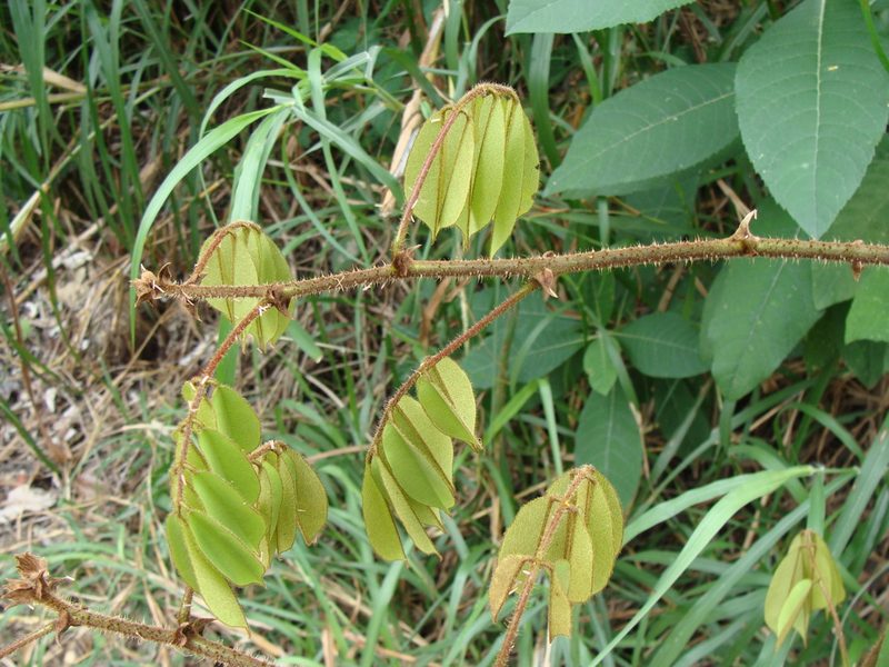 Machaerium kegelii, photographed by Alexis López Hernández