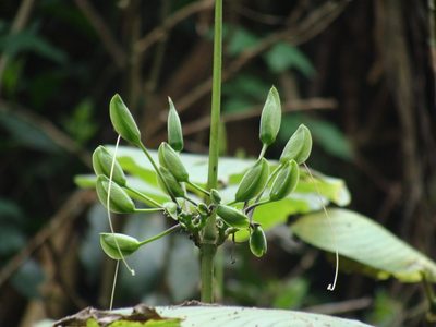 Louteridium purpusii, photographed by Alexis López Hernández