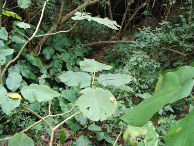 Louteridium purpusii, photographed by Alexis López Hernández