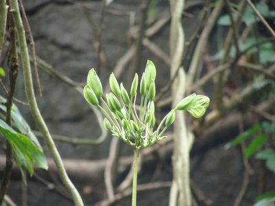 Louteridium purpusii, photographed by Alexis López Hernández