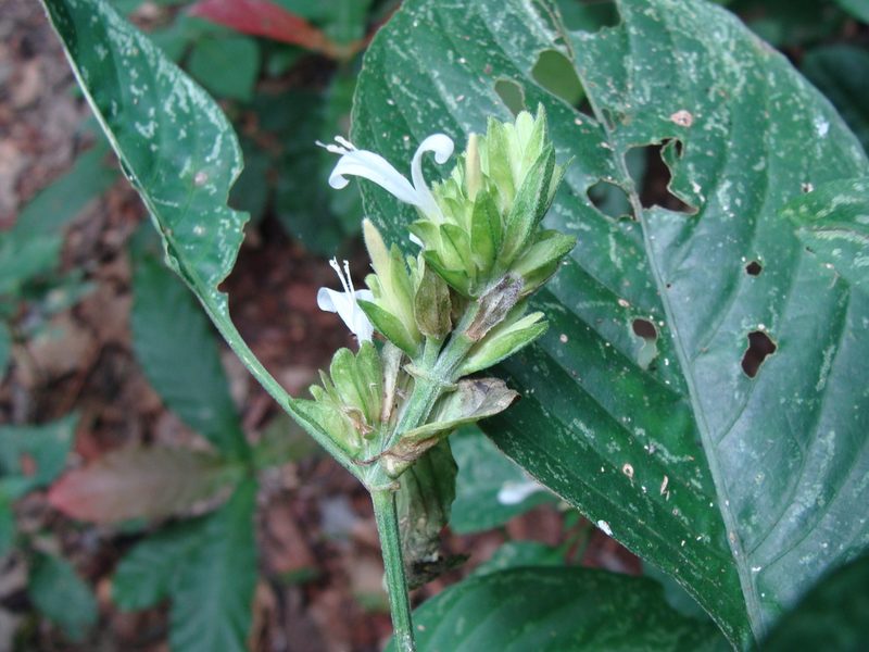Dicliptera membranacea, photographed by Alexis López Hernández