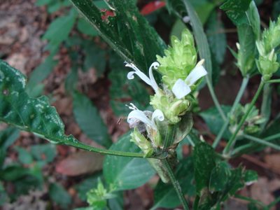 Dicliptera membranacea, photographed by Alexis López Hernández