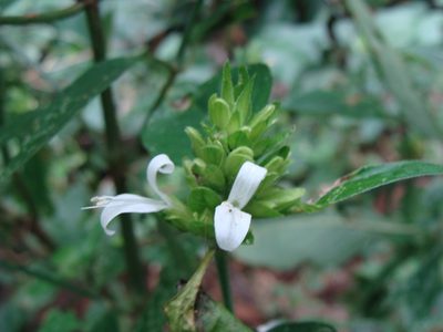 Dicliptera membranacea, photographed by Alexis López Hernández