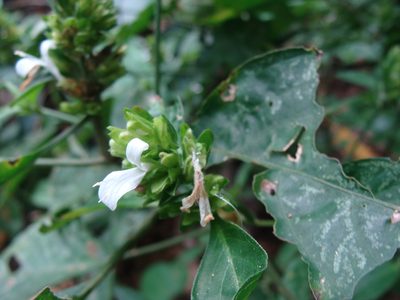 Dicliptera membranacea, photographed by Alexis López Hernández