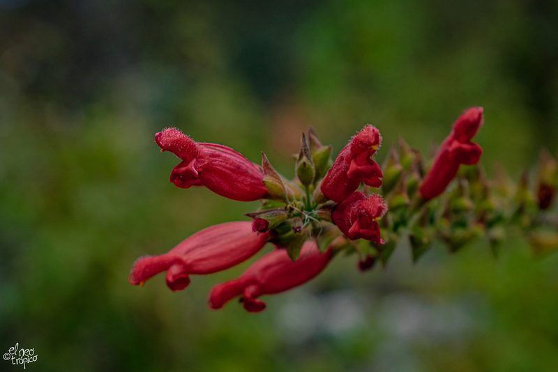 Salvia holwayi, photographed by Daniel Pineda Vera