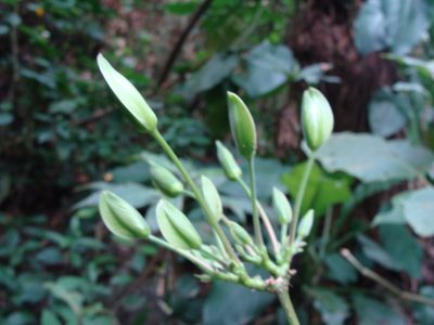 Louteridium purpusii, photographed by Alexis López Hernández