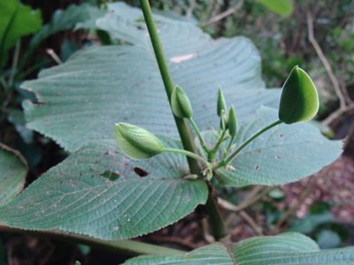 Louteridium purpusii, photographed by Alexis López Hernández