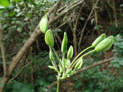 Louteridium purpusii, photographed by Alexis López Hernández