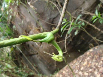 Dioscorea mexicana, photographed by Alexis López Hernández