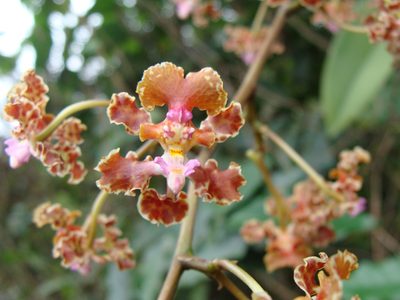 Trichocentrum luridum, photographed by Alexis López Hernández