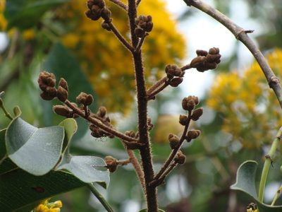 Machaerium kegelii, photographed by Alexis López Hernández