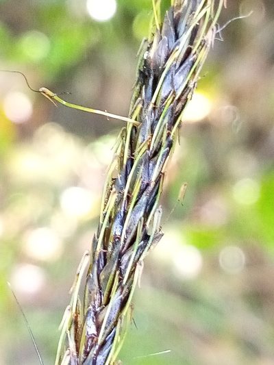 Carex corynoidea, photographed by Joe Potter Butler