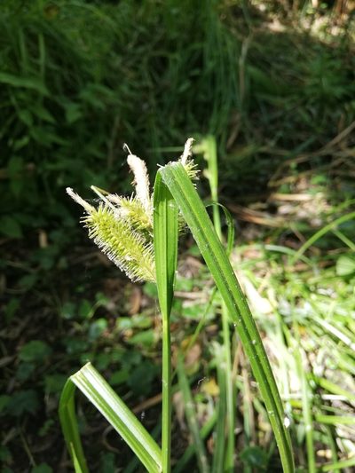 Carex excelsa, photographed by Fernanda Isidora Améstica Rojas