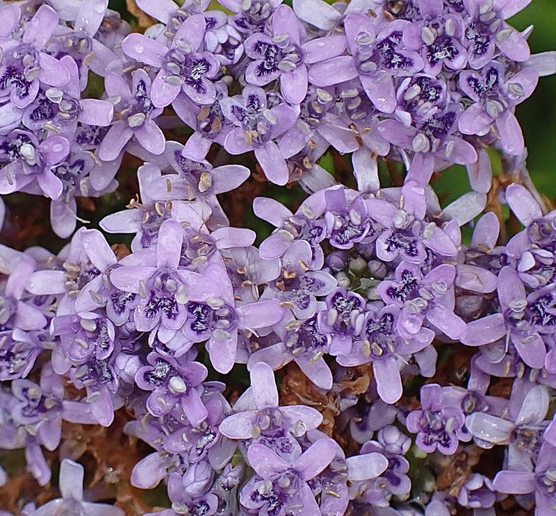Pseudoselago langebergensis, photographed by Di Turner