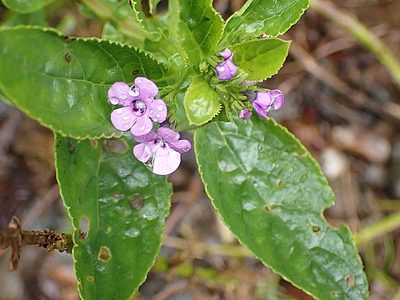 Teedia lucida, photographed by Di Turner